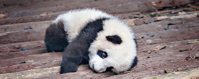 熊猫——地球上生存的时间至少有八百万年来