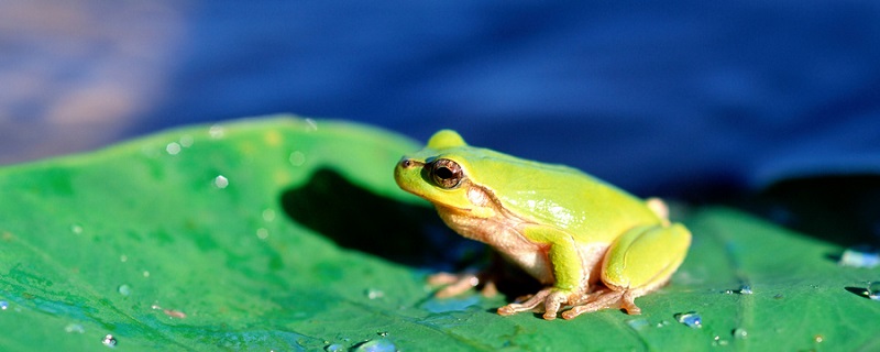 青蛙（Frog）知识大全