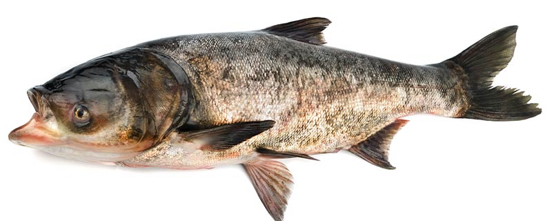 中国特有的一种鱼类，有着“水中清道夫”的美称，营养价值比较高