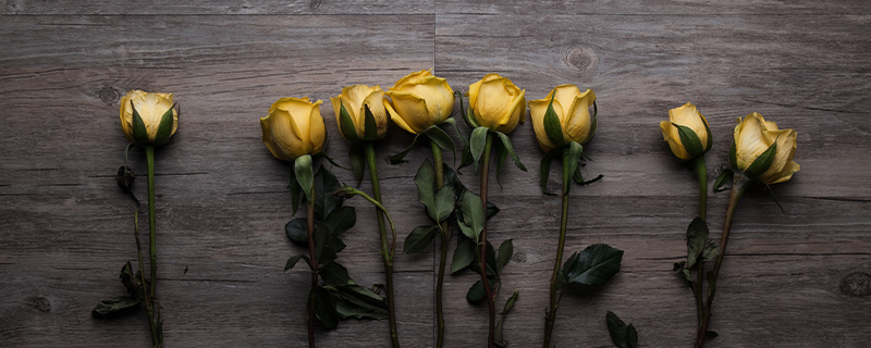 黄玫瑰的花语可以代表逝去的爱情