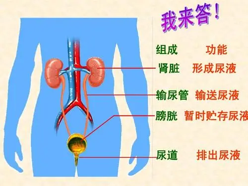 膀胱在哪个位置？男性和女性的膀胱构造是一样的吗？