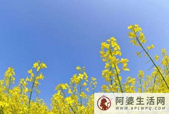 中国第一大食用植物油原料，油菜花什么季节开？3到4月份开花