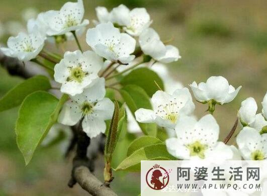 梨花是什么季节开的图片，春季开花但南方早于北方(清明看花) 