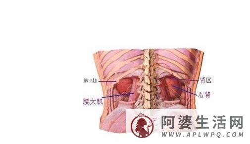 肾结石会引起身体哪个部位疼痛图片，腹痛/腰痛(肾疼腰疼区别图)