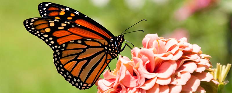 美洲王蝶的翅膀有8.6至12.4厘米