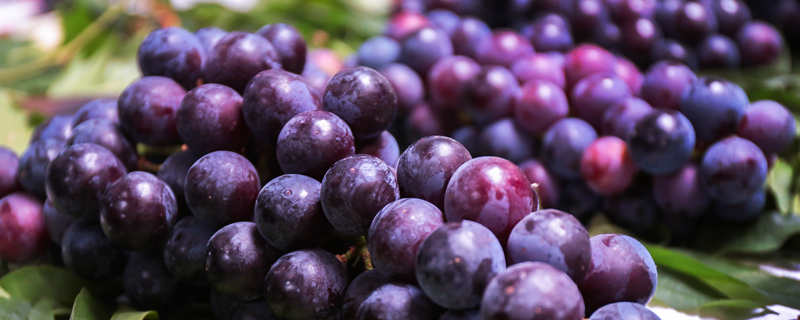 贮藏环境中的温度是影响葡萄贮藏效果的重要原因