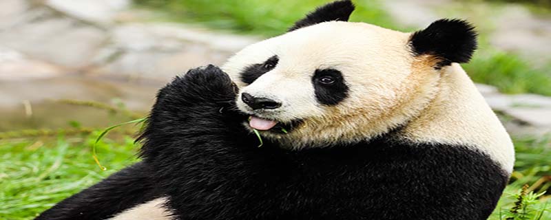 秦岭大熊猫和四川大熊猫有哪些区别？
