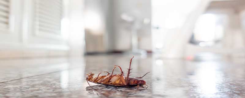 家里出现蟑螂是什么原因？