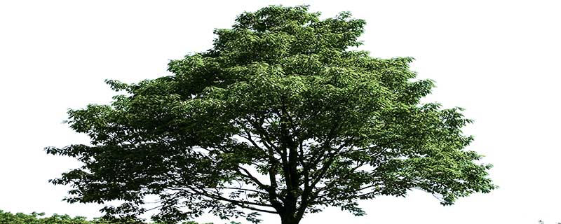 松科松属植物：松树的精神有坚韧、顽强、高风亮节