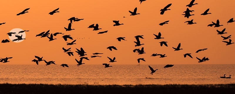 我国常见的候鸟有杜鹃、黄鹂、鸿雁、天鹅、野鸭、燕雀、黄雀等