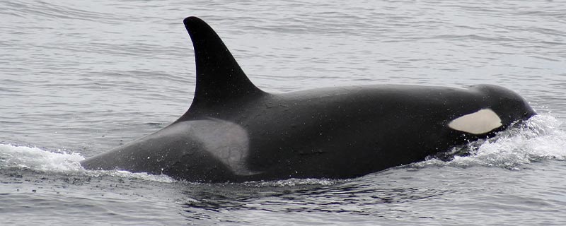 虎鲸其实是哺乳纲、海豚科下的一种物种，也是体型最大的物种
