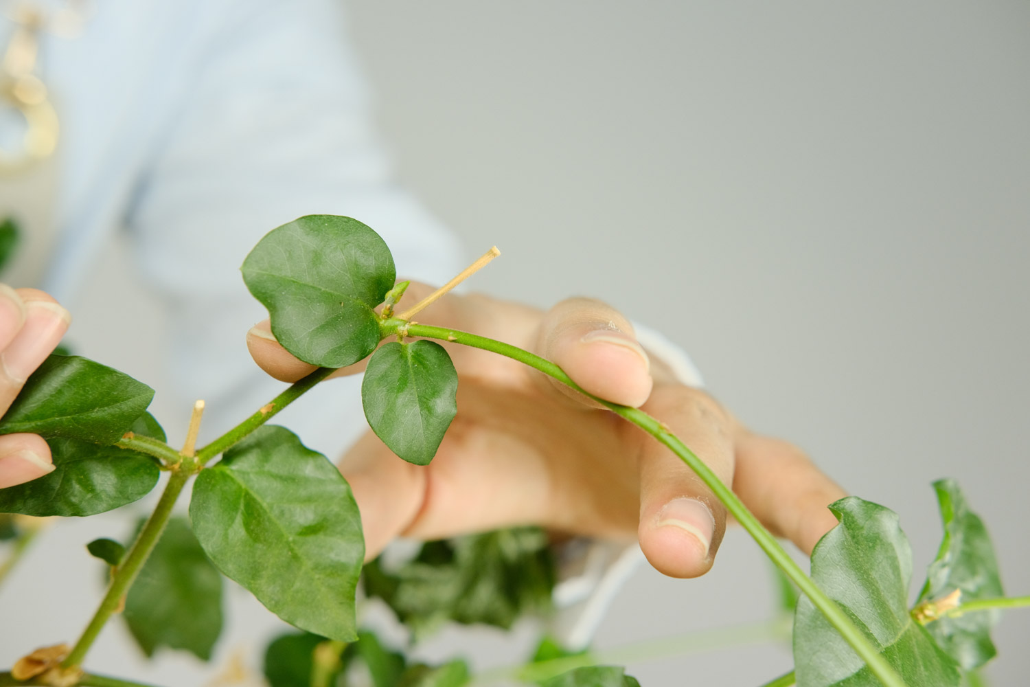 茉莉花施肥方法，用什么肥好