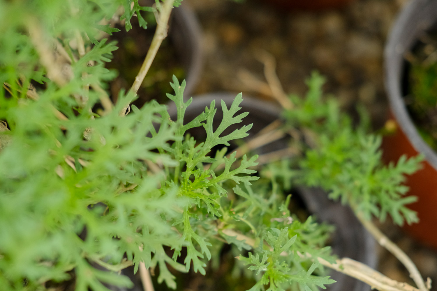 菊花施肥方法，用什么肥好