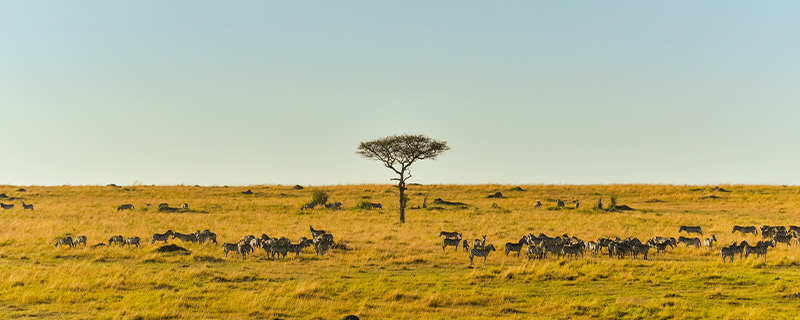 非洲大草原——世界上面积最大的热带草原区