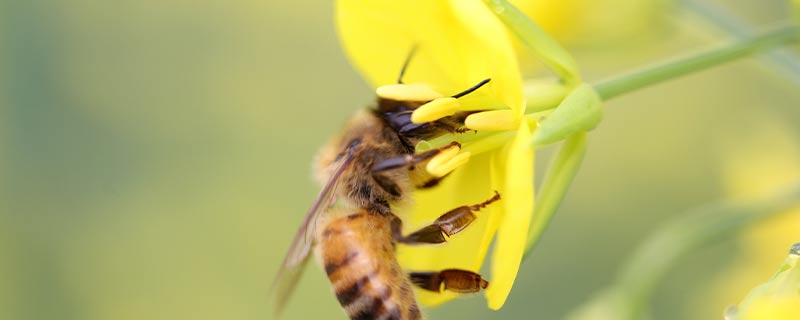 蜜蜂平均寿命只有三四十天，过度的劳累是导致蜜蜂寿命短暂的原因
