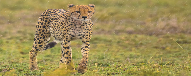 猎豹是所有猫科动物中奔跑速度最快的，但是猎豹和豹子不是一个属