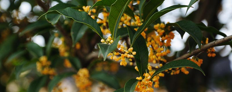 菊花、桂花、牵牛花、彼岸花、金花茶