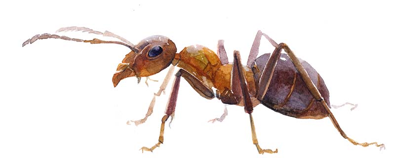 蚂蚁是我们最为常见的昆虫，它也是数量最多的一类昆虫