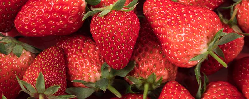 草莓不是蚯蚓诞生的，是多年生的草本植物，你知道吗？