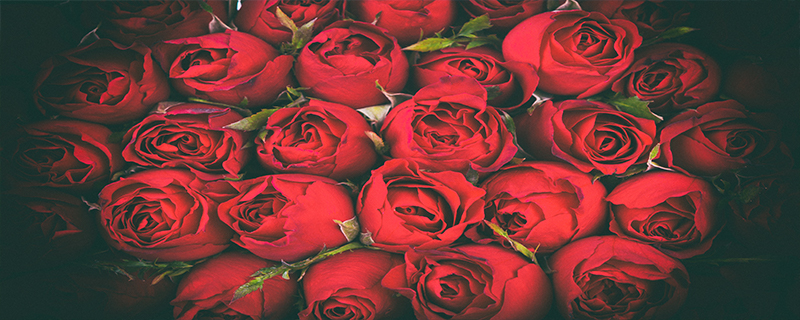 30朵玫瑰的花语是爱到永久