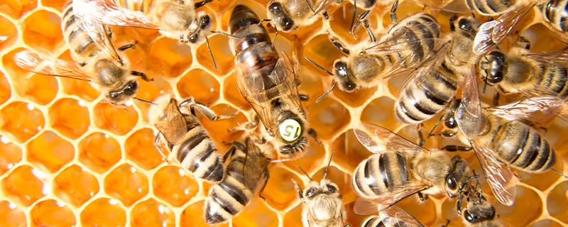 蜜蜂的种类是什么？