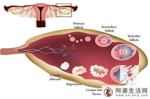 女生排卵后多长时间行房能够怀孕？