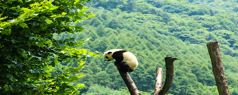 大熊猫为什么喜欢在树上睡觉？
