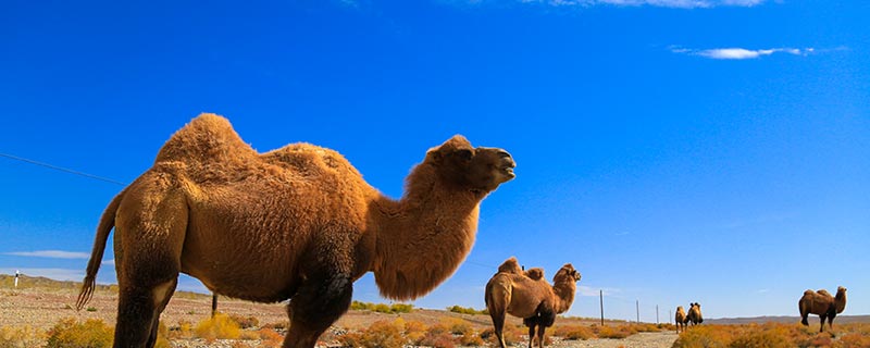 骆驼的驼峰——沙漠之丹